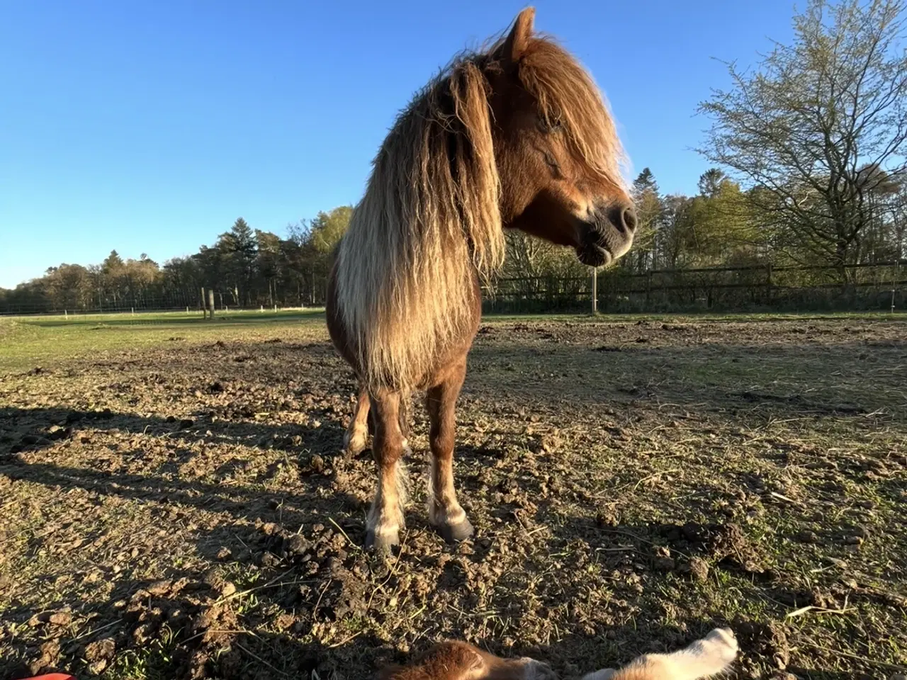 Billede 2 - Shetlands pony 