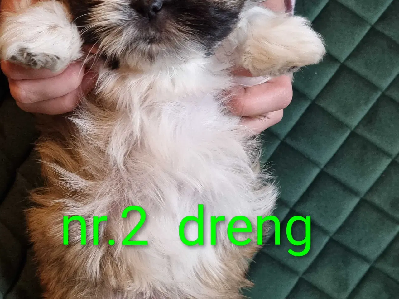 Billede 3 - Shih tzu hvalpe 