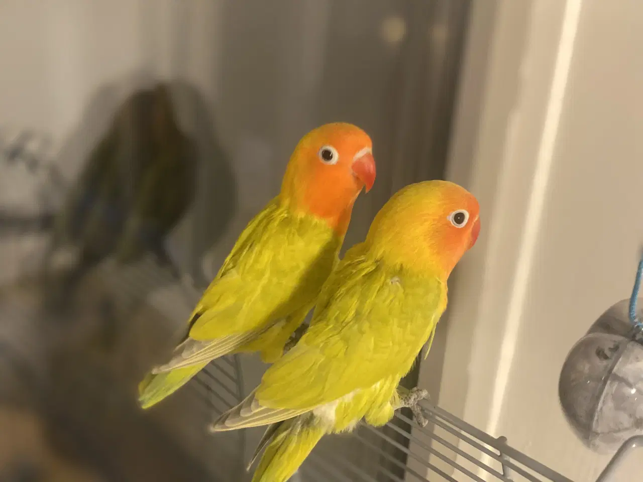 Billede 1 - Dværgpapegøjer 