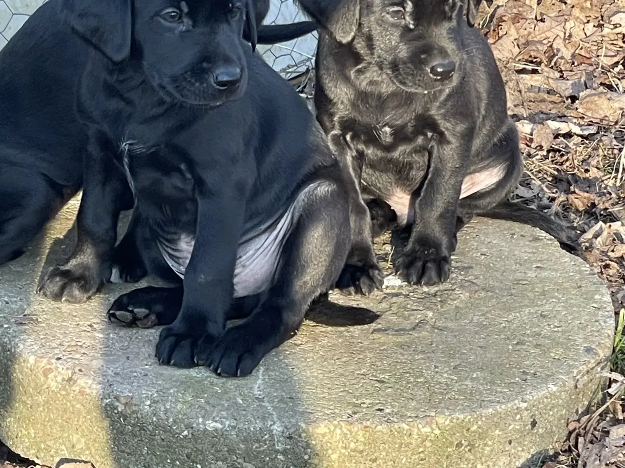 Billede 3 - Labrador / Cokkerspaniel blanding