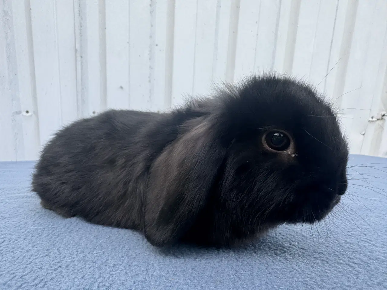 Billede 1 - Dværgvædder hun kanin