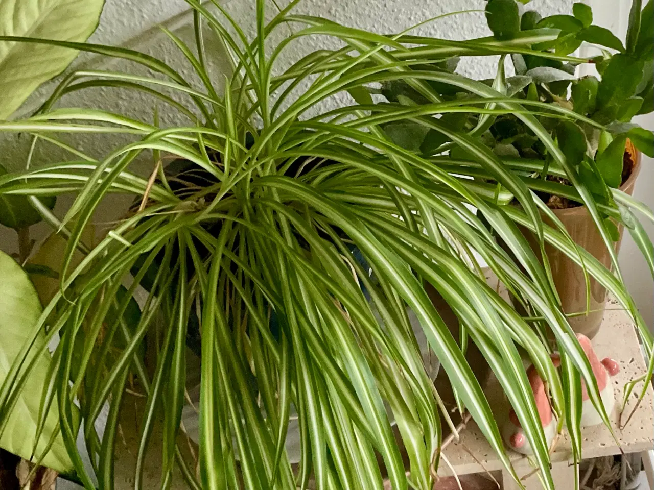 Billede 4 - Forskellige stueplanter