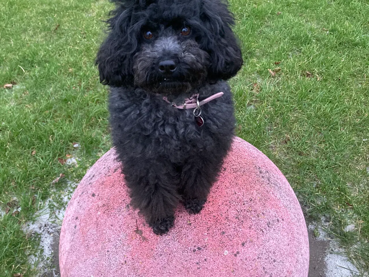 Billede 11 - 5 ugers Dværgpudel drenge