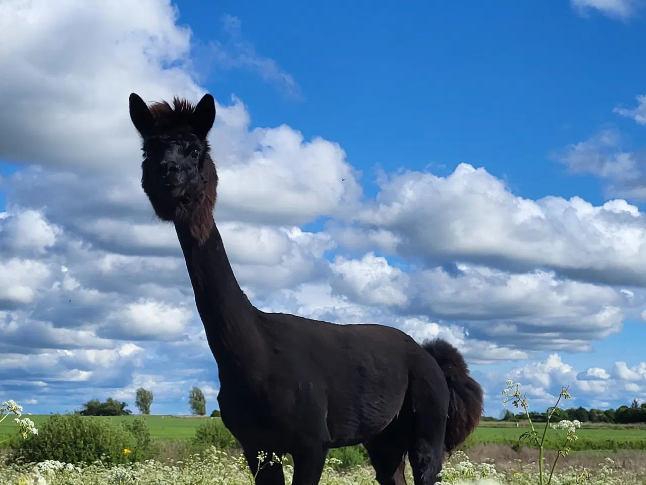 Billede 1 - Alpacaer 4 stk 