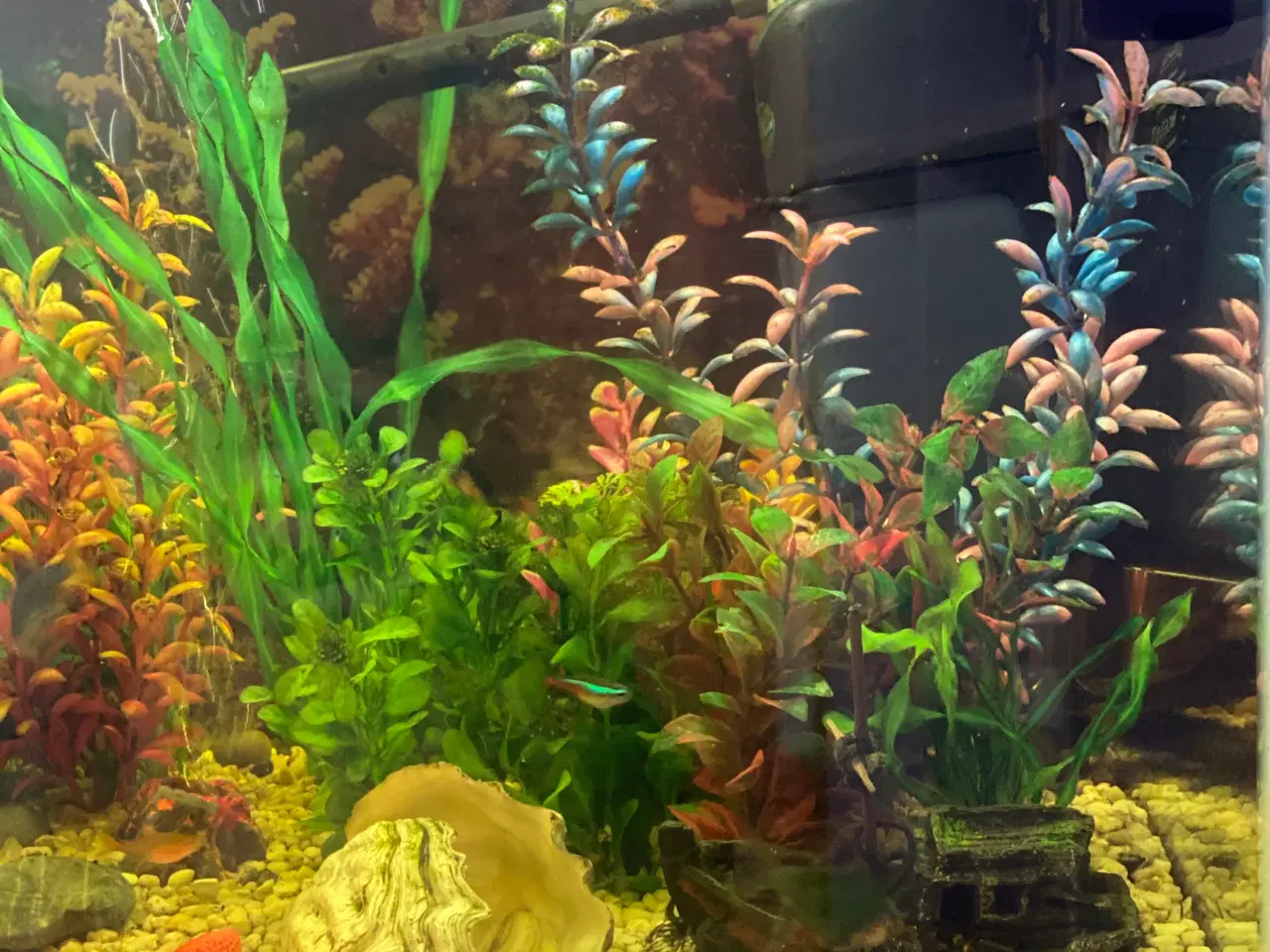 Billede 3 - Akvarie med det hele
