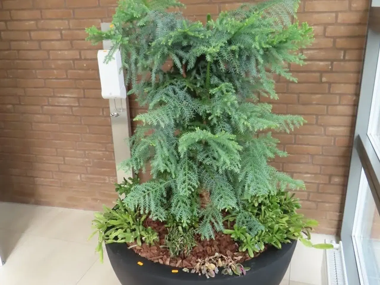 Billede 2 - Plante i krukke ø100 cm.