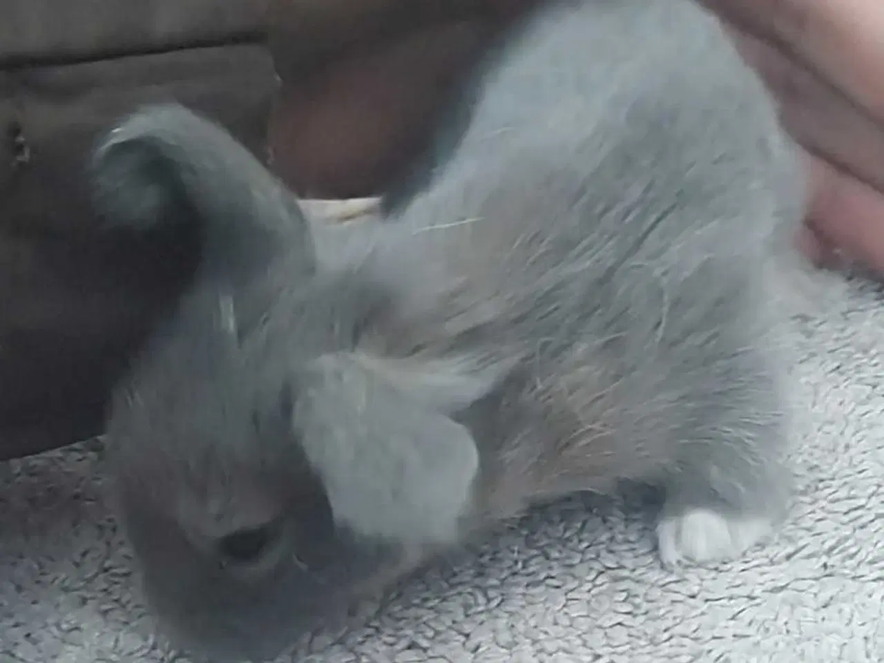 Billede 4 - Søde kaninunger sælges