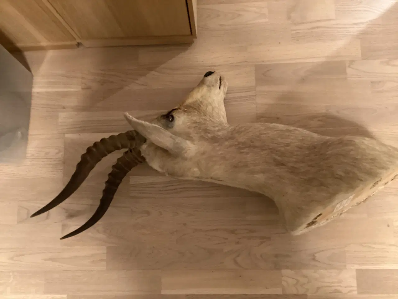 Billede 1 - Udstoppet dyr - flot stand