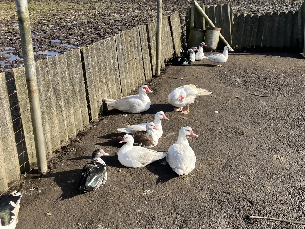 Billede 3 - Mouskusænder