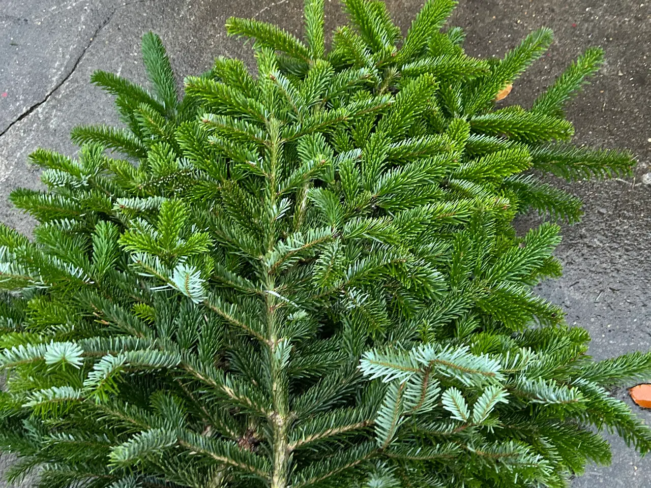 Billede 2 - Pyntegran/juletræer