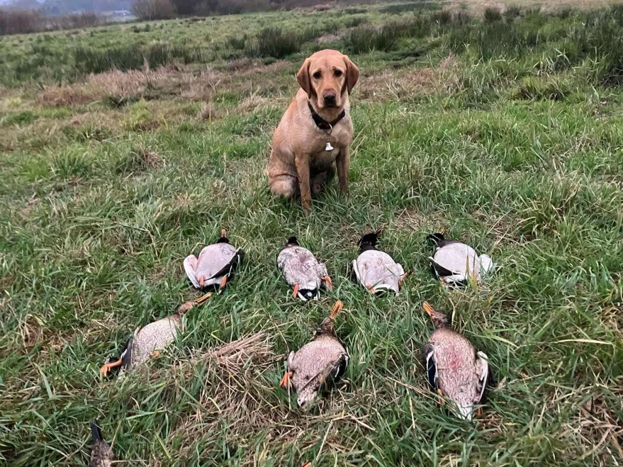 Billede 7 - Labrador hvalpe klar til maj. 