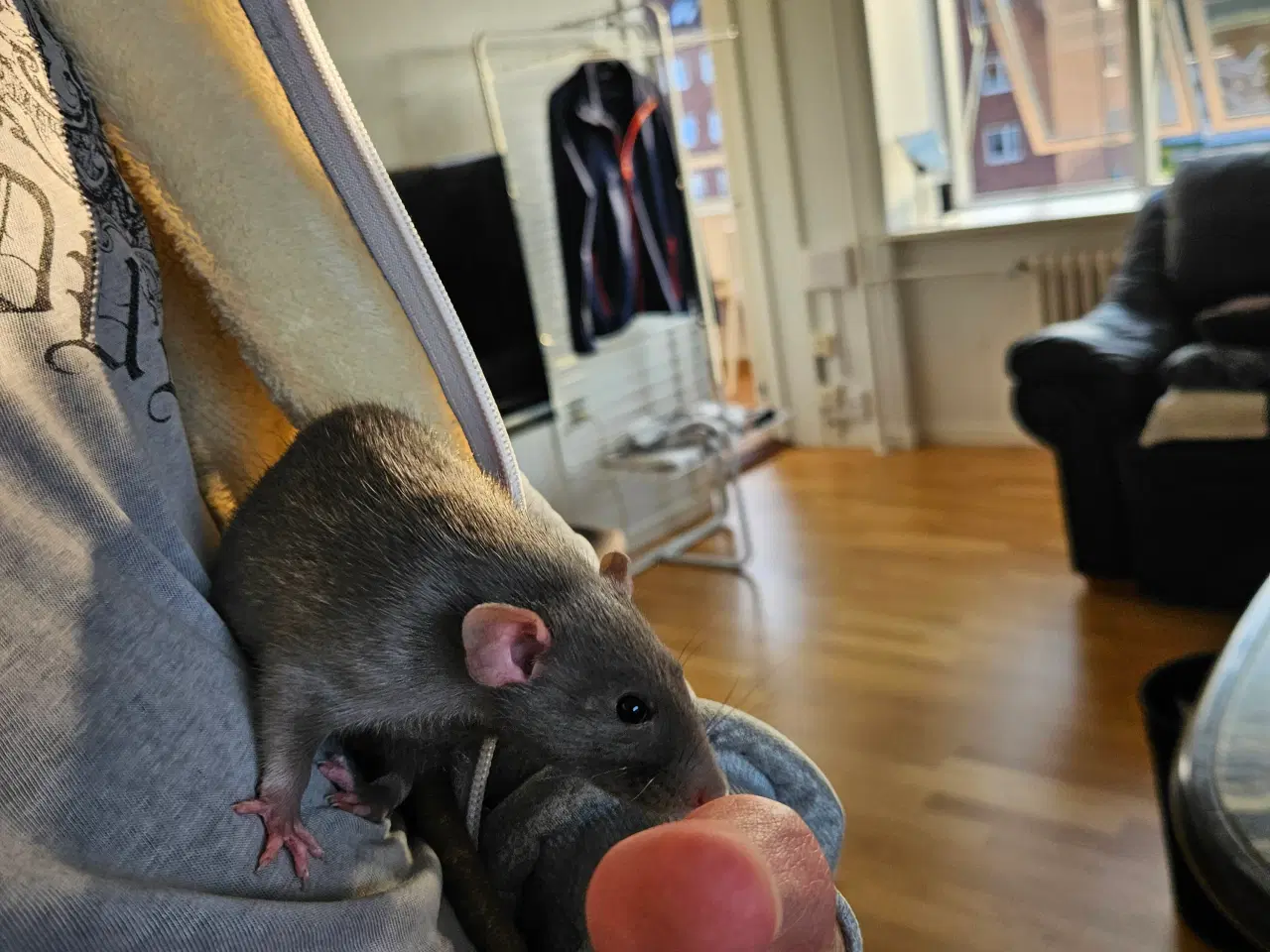 Billede 9 - To søde og kærlige 'hun kæle dumbo rotter' 