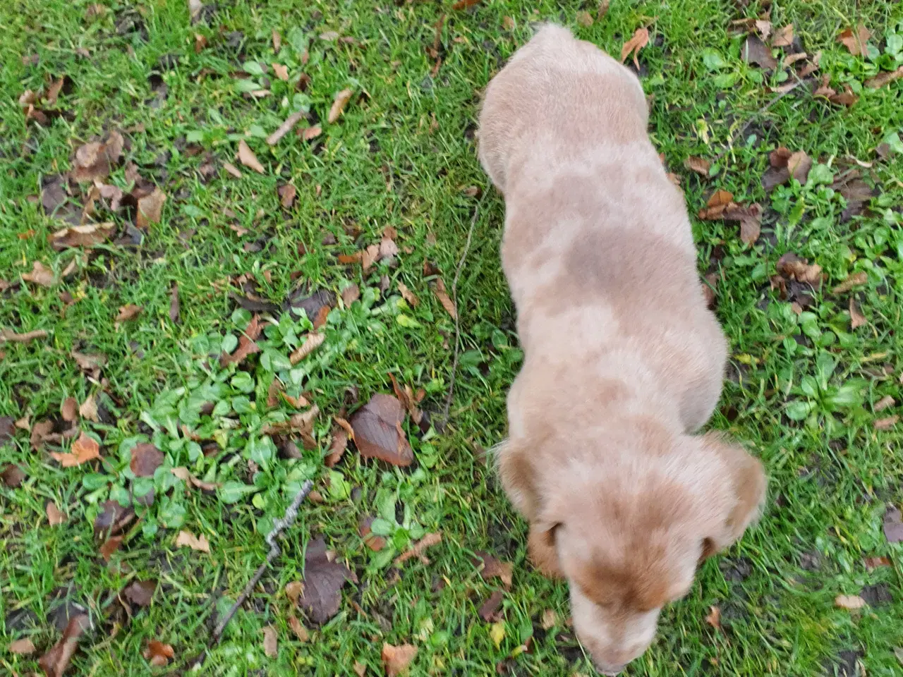 Billede 4 - Langhåret rød merle gravhunde hvalpe