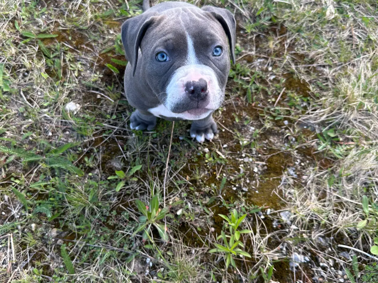 Billede 8 - American bully pocket 