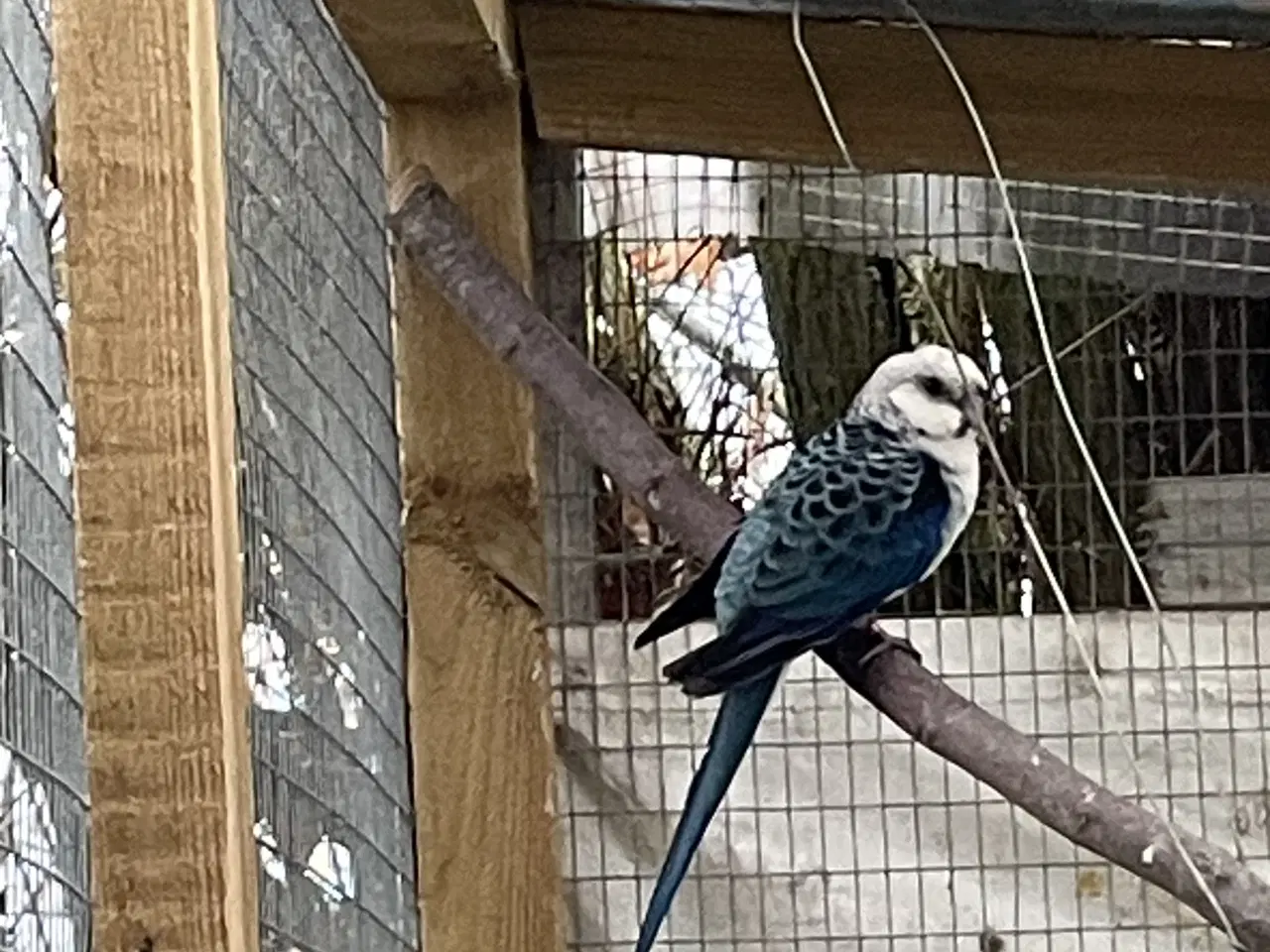 Billede 2 - Stanley parakitter