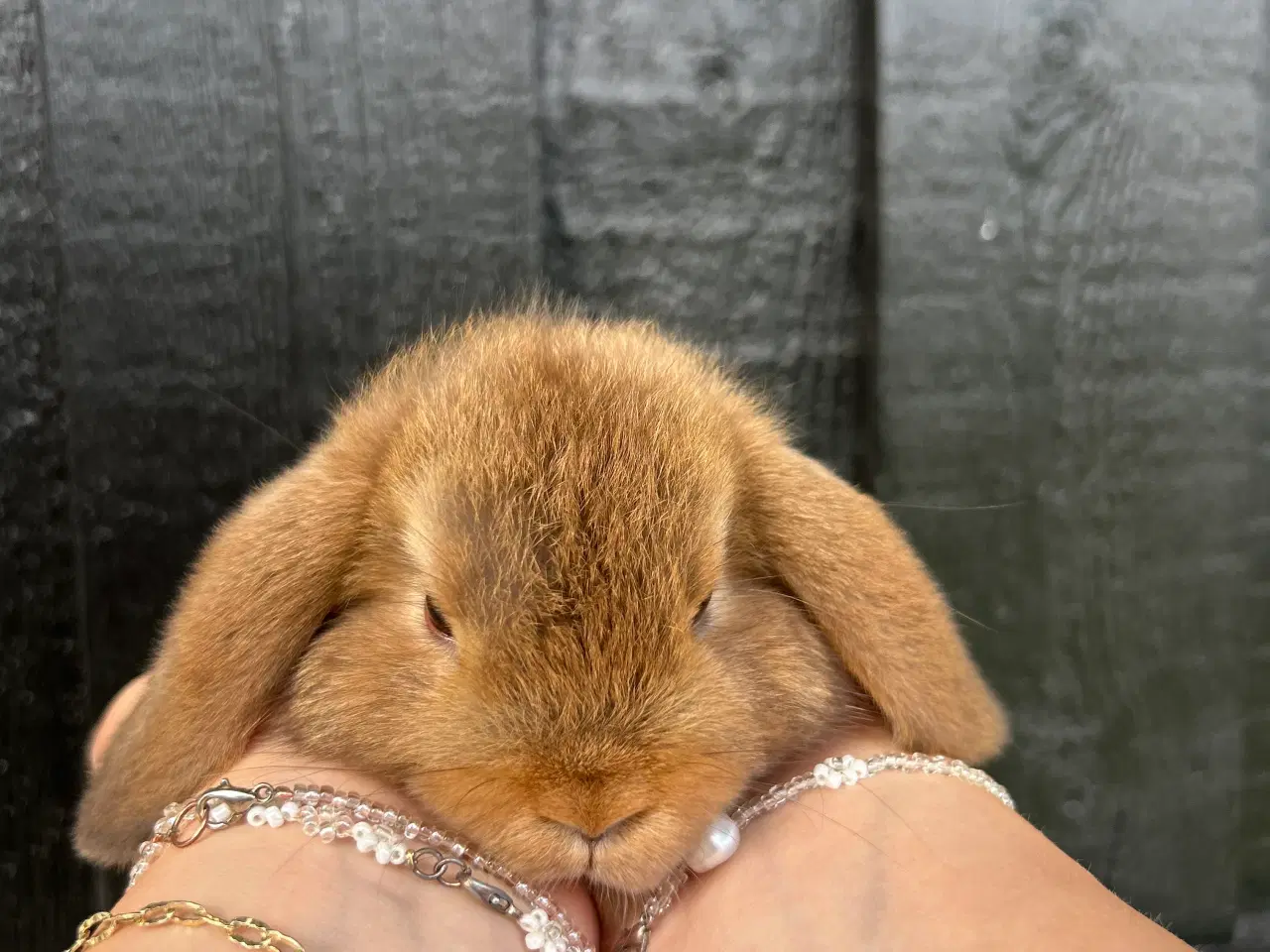 Billede 5 - Mini lops og Lion lops