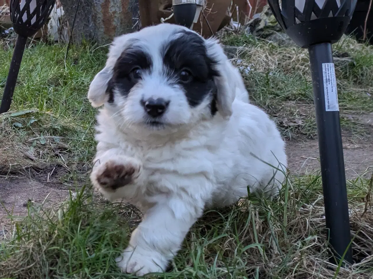 Billede 3 - Labradoodle blandningshvalpe 