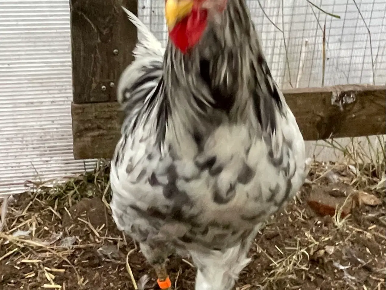 Billede 2 - Silverrruds blå, ung hane i splash-farvet 