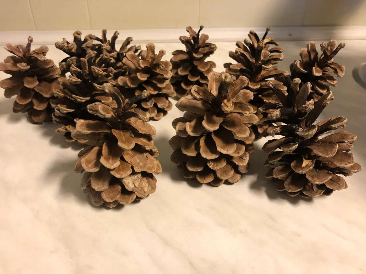 Billede 3 - Fine tørre kogler