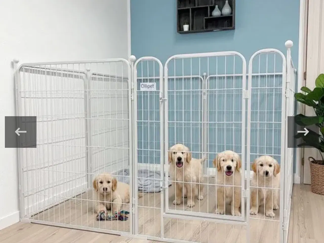 Billede 4 - Hvalpe/hundegård