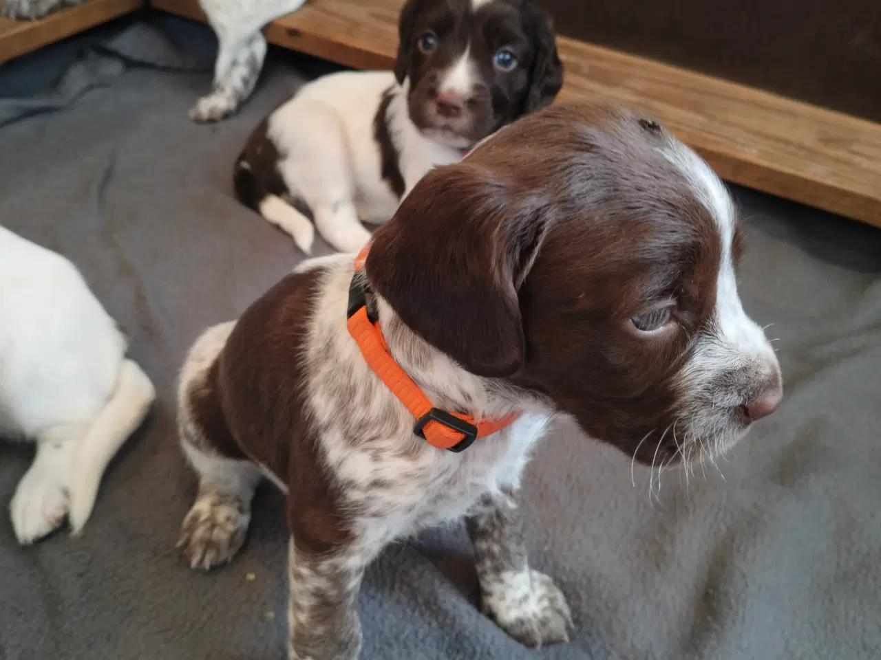 Billede 1 - Springer spaniel klar den 4 august til nyt hjem. 