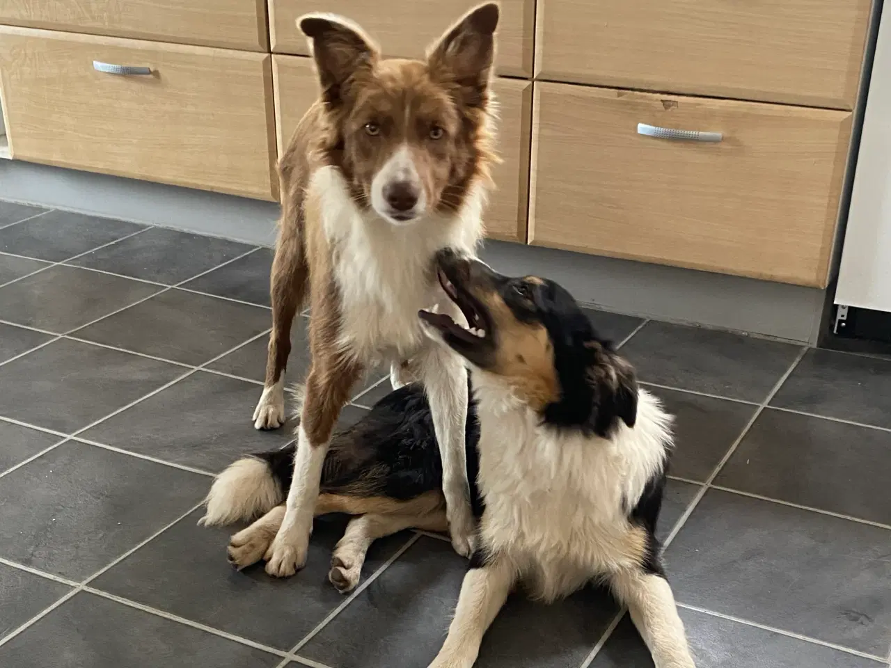 Billede 9 - Border collie dreng