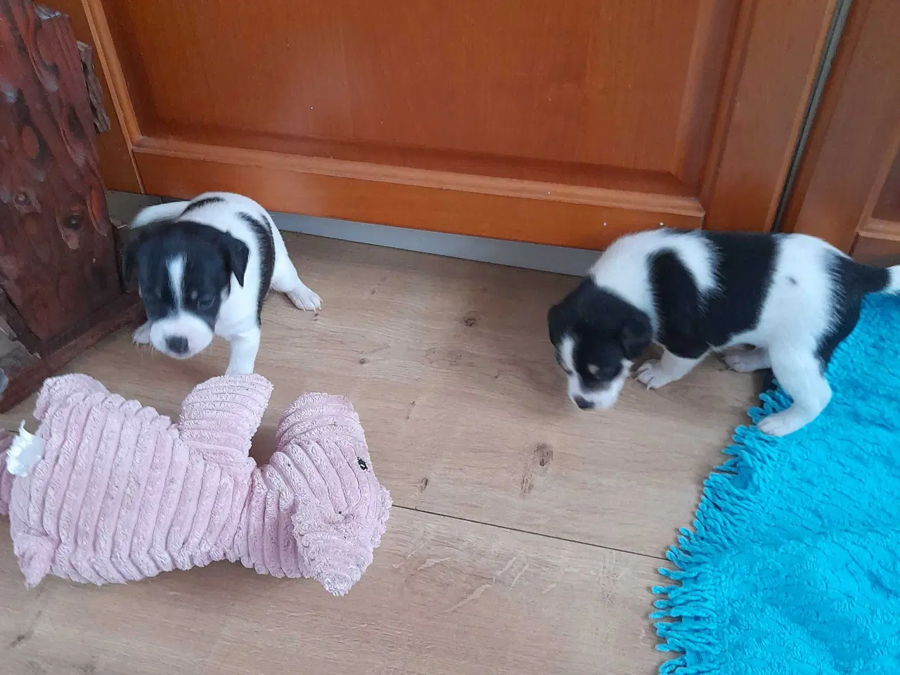 Billede 7 - Dansk svensk gårdhund 