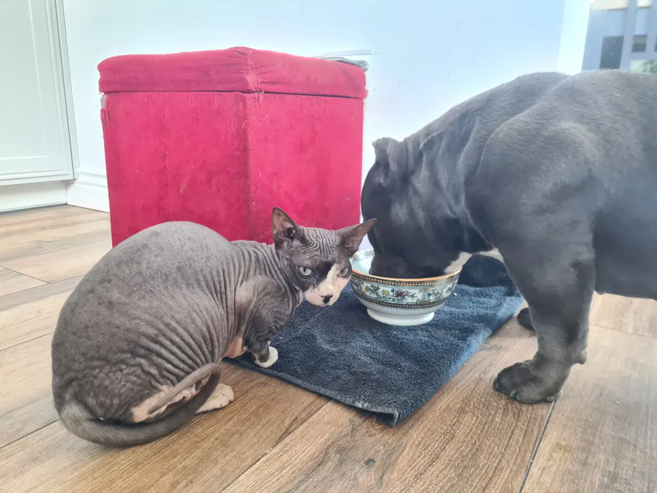Billede 2 - American Bully Hvalpe Abkc STRONG
