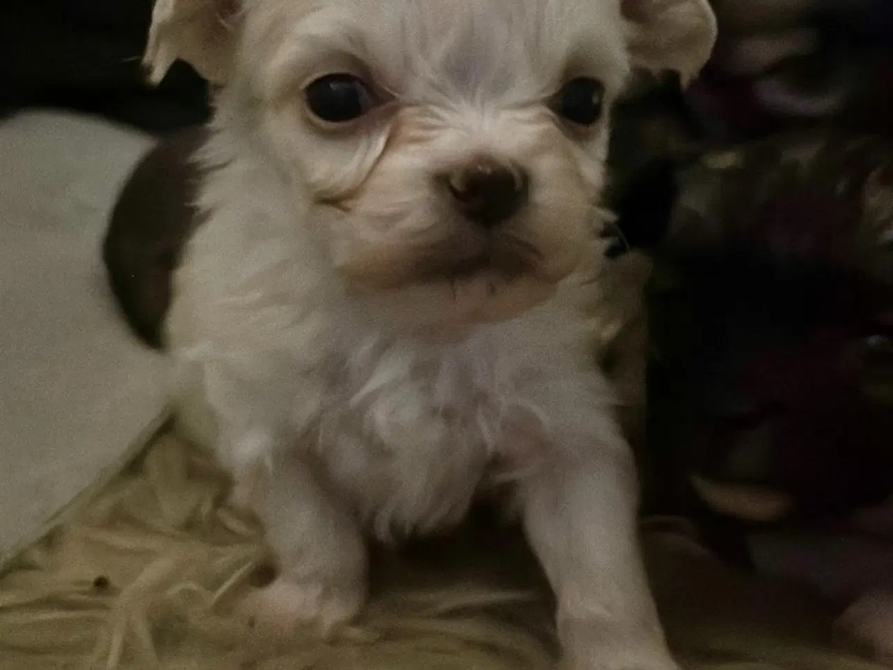 Billede 11 - Skønne chihuahua blandings hvalpe 