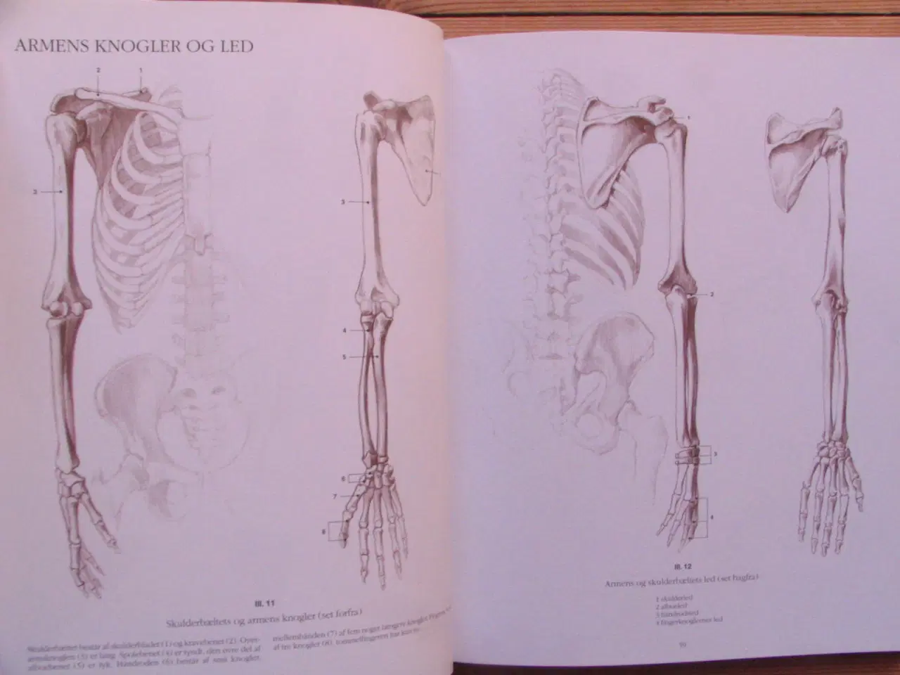 Billede 4 - Anatomisk tegnelære Menneske
