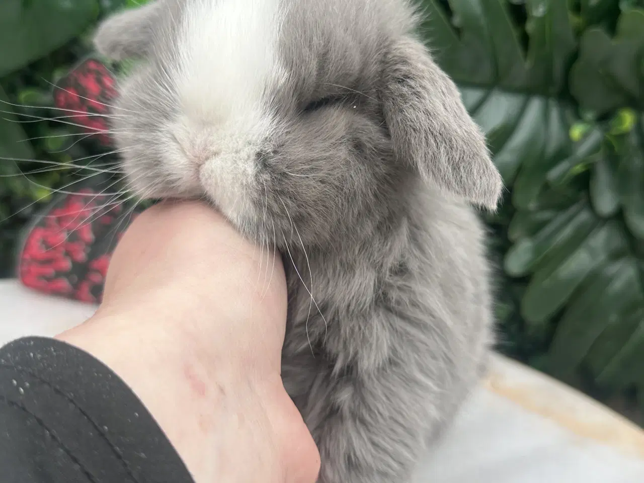 Billede 1 - Ægte minilop - DRENG 