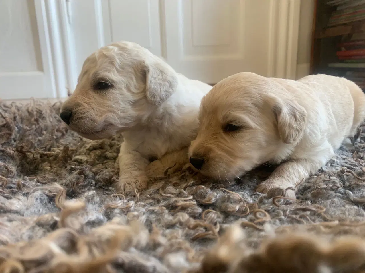 Billede 3 - Allergivenlige goldendoodles hvalpe