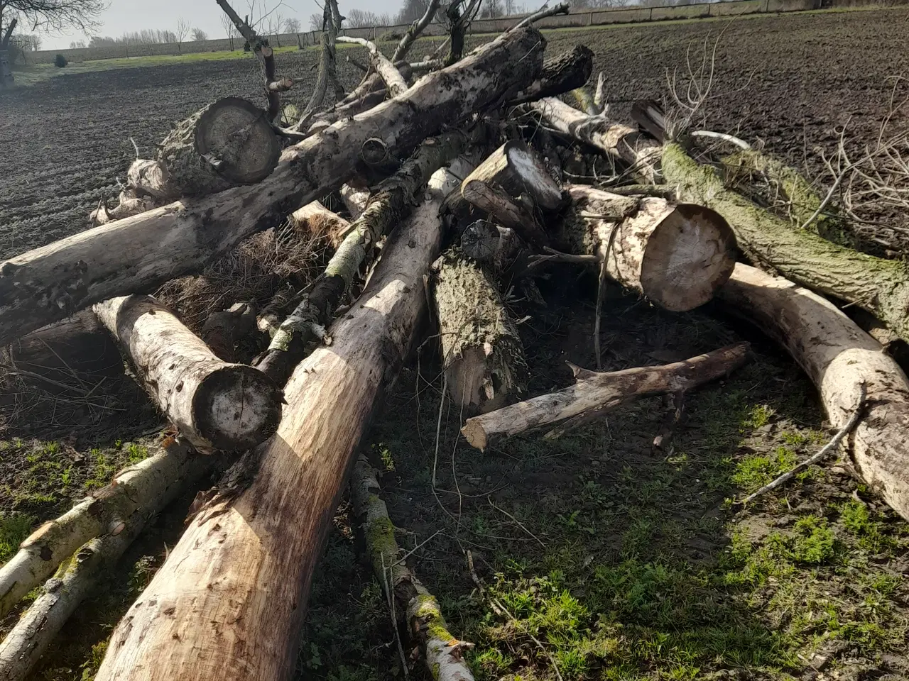 Billede 2 - poppel træ 