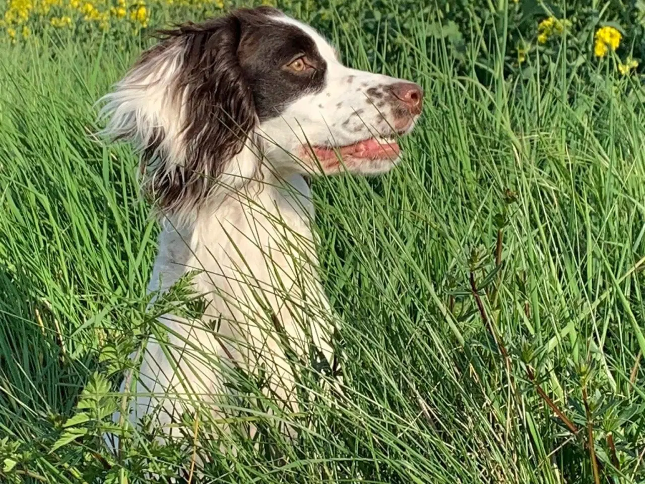 Billede 5 - FT Cocker Spaniel tæve med stamtavle