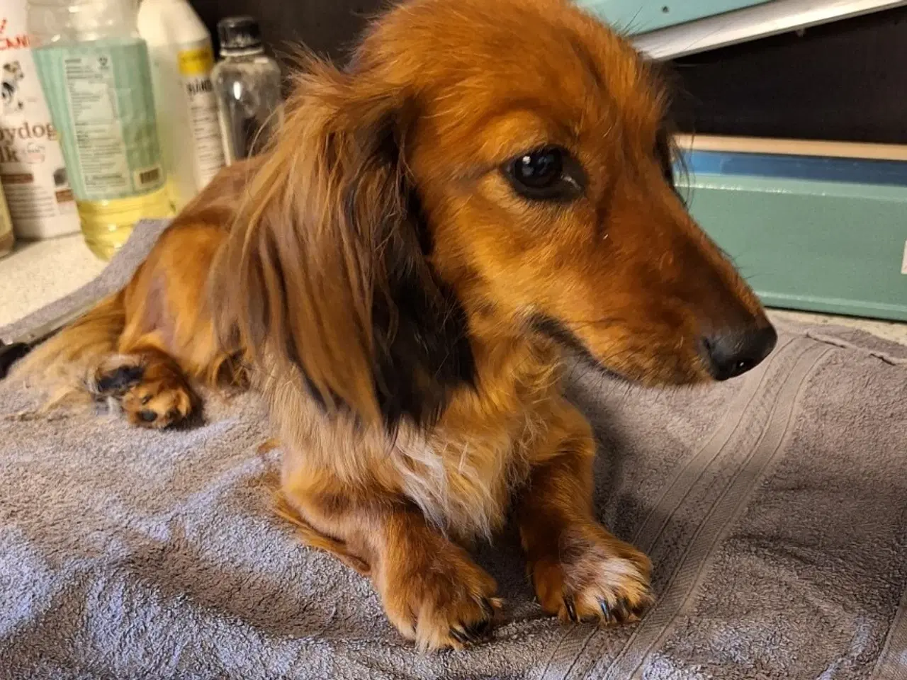 Billede 2 - Langhåret Gravhundehvalpe