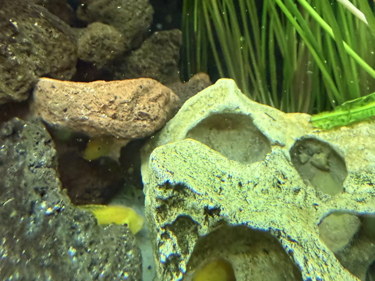 Billede 8 - Malawi cichlider – 20-25 stk med lidt yngel