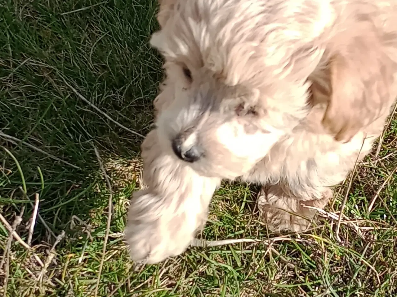 Billede 4 - Maltipoo hvalpe