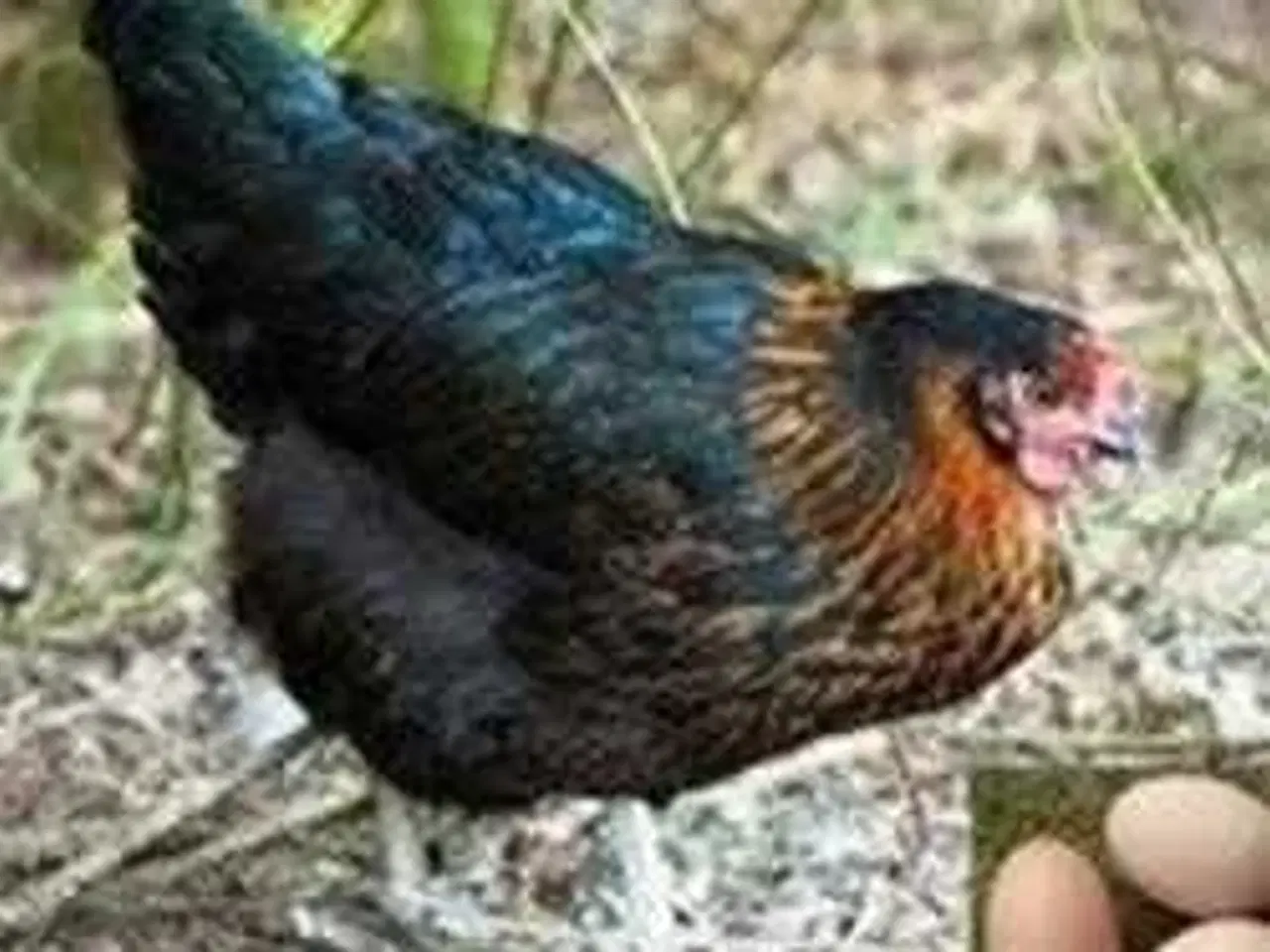 Billede 1 - Sorte skovhøns 18 uger
