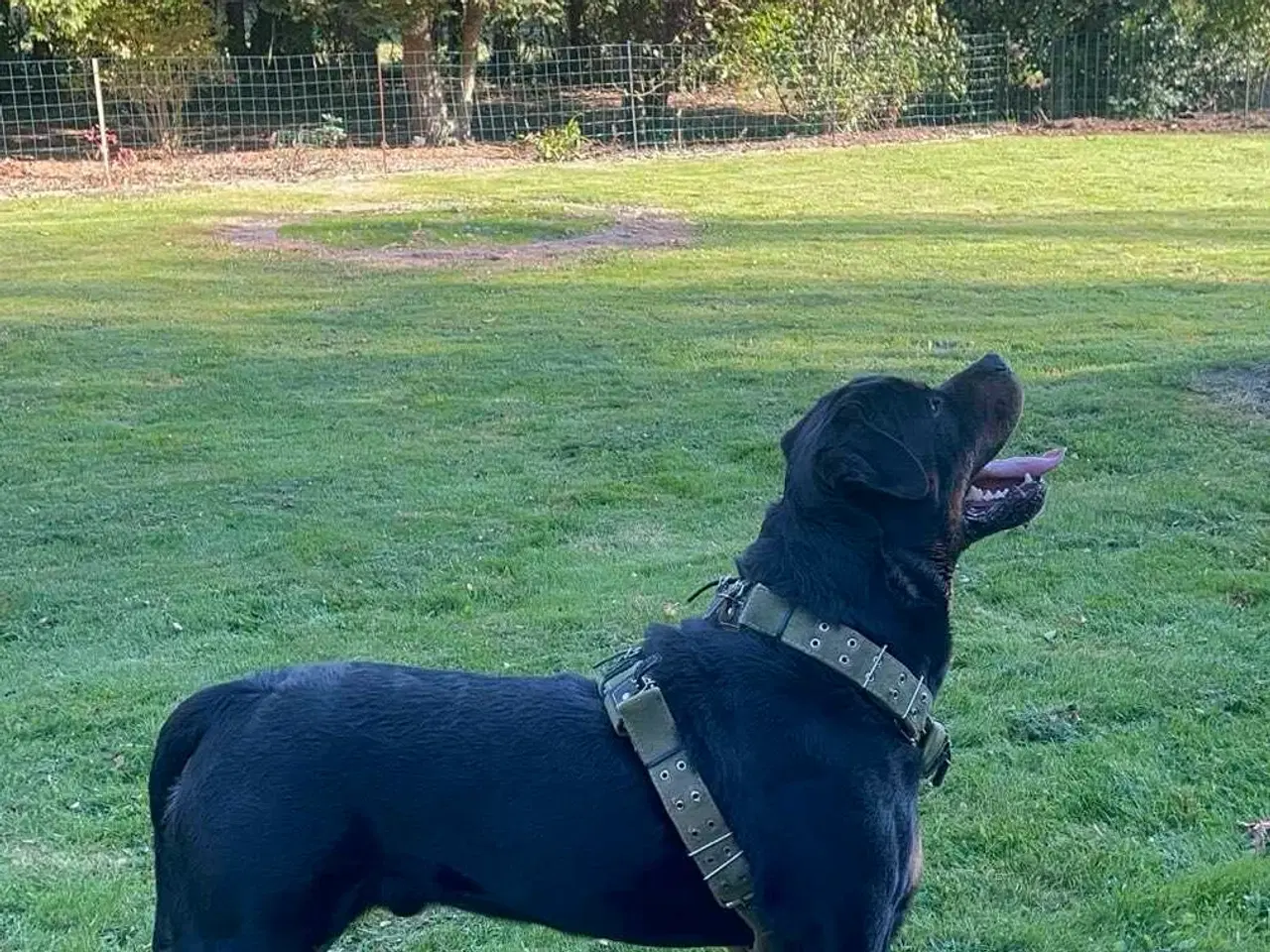 Billede 4 - Rottweiler han 