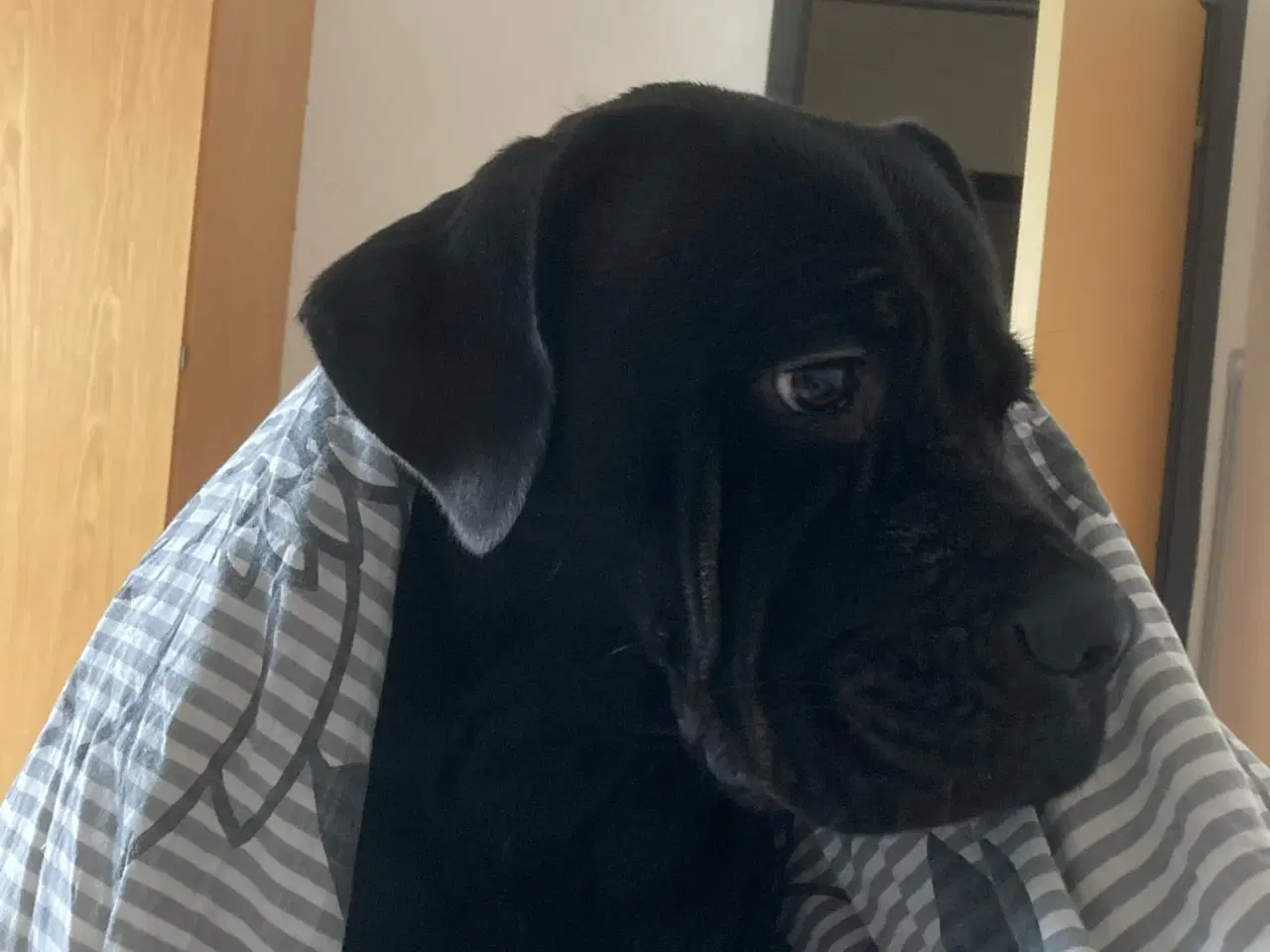 Billede 2 - Cane corso tæve, 2 år