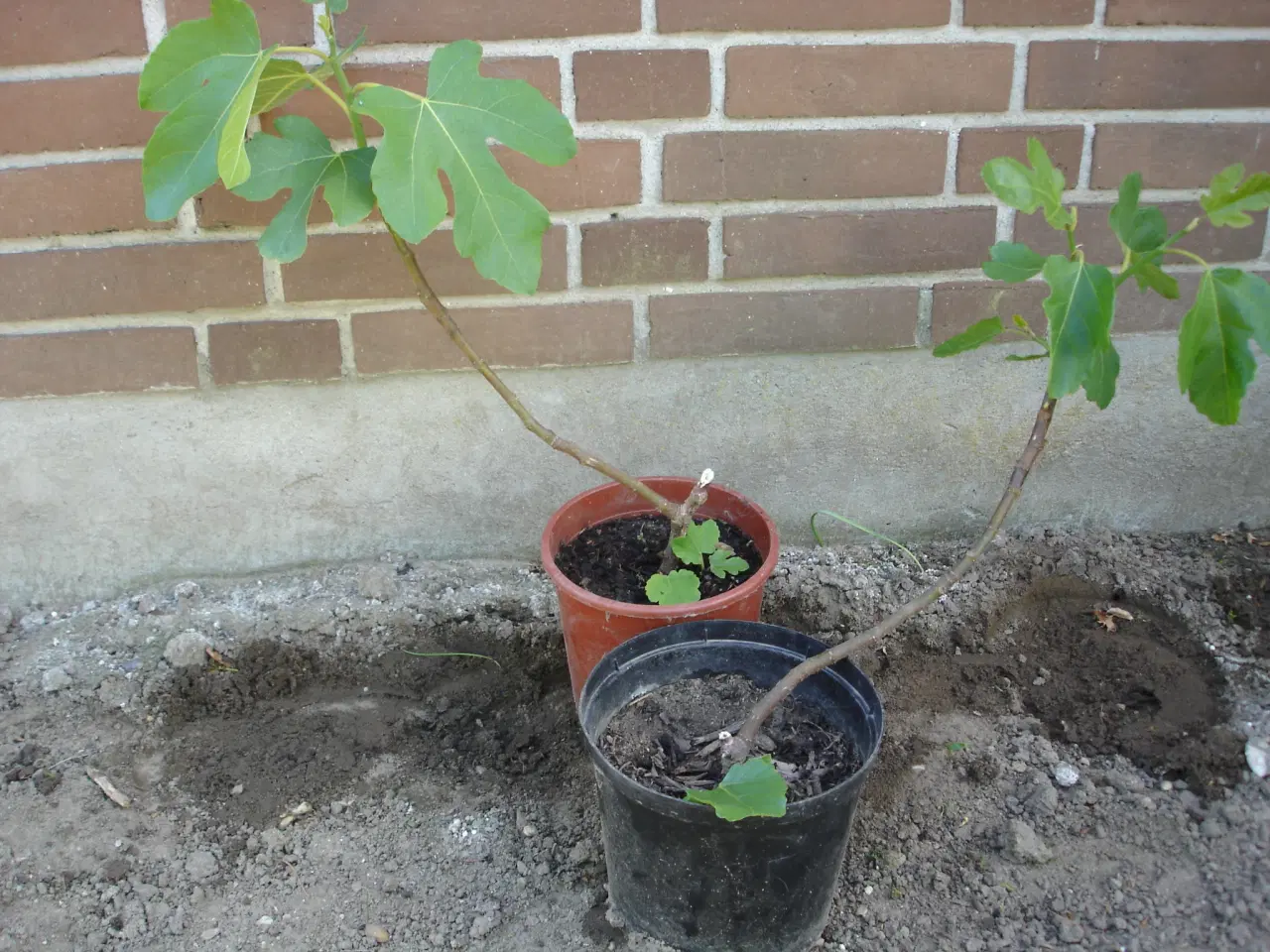 Billede 8 - Figenplanter "Bornholmerfigen"