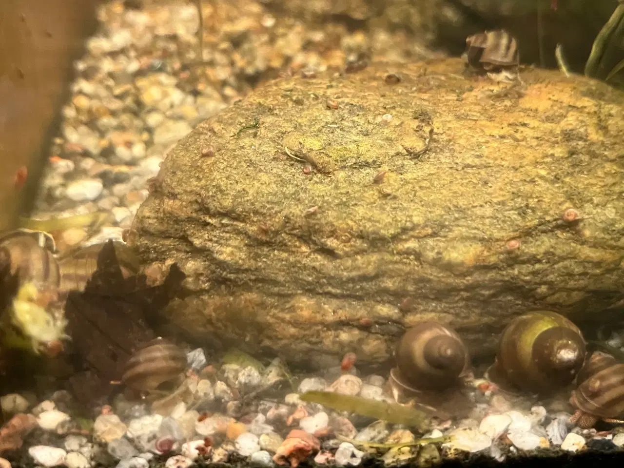 Billede 1 - Stor Sumpsnegl