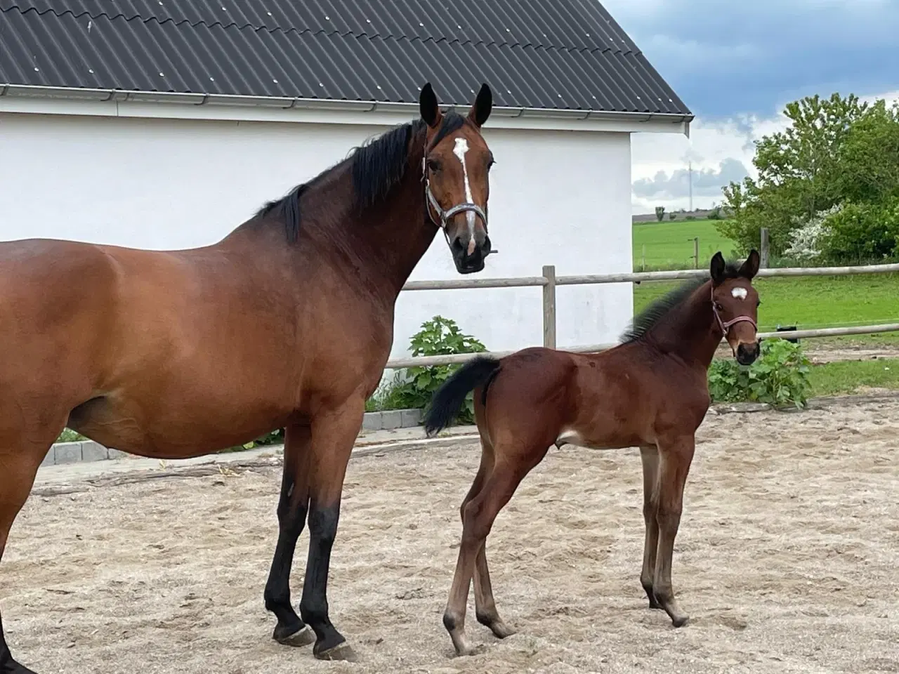 Billede 3 - Super allround hest