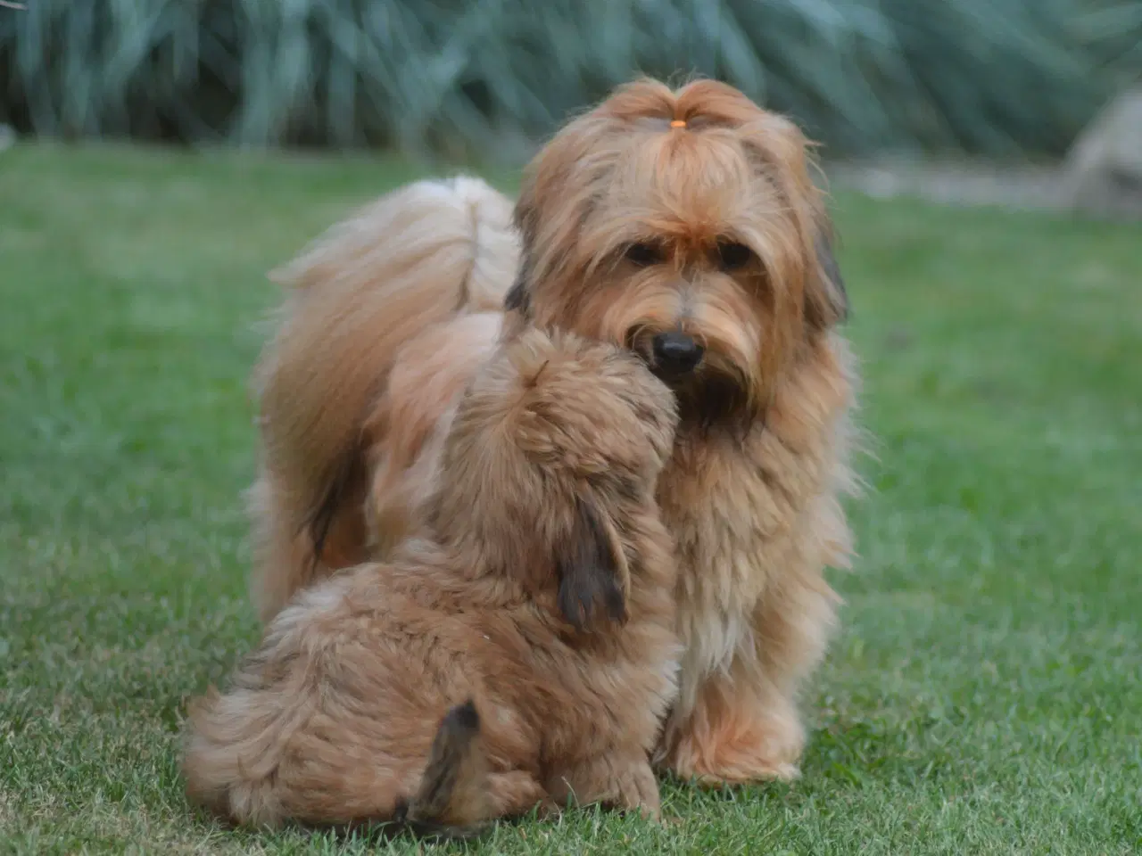 Billede 4 - Avlstjeneste /  Bichon Havanais