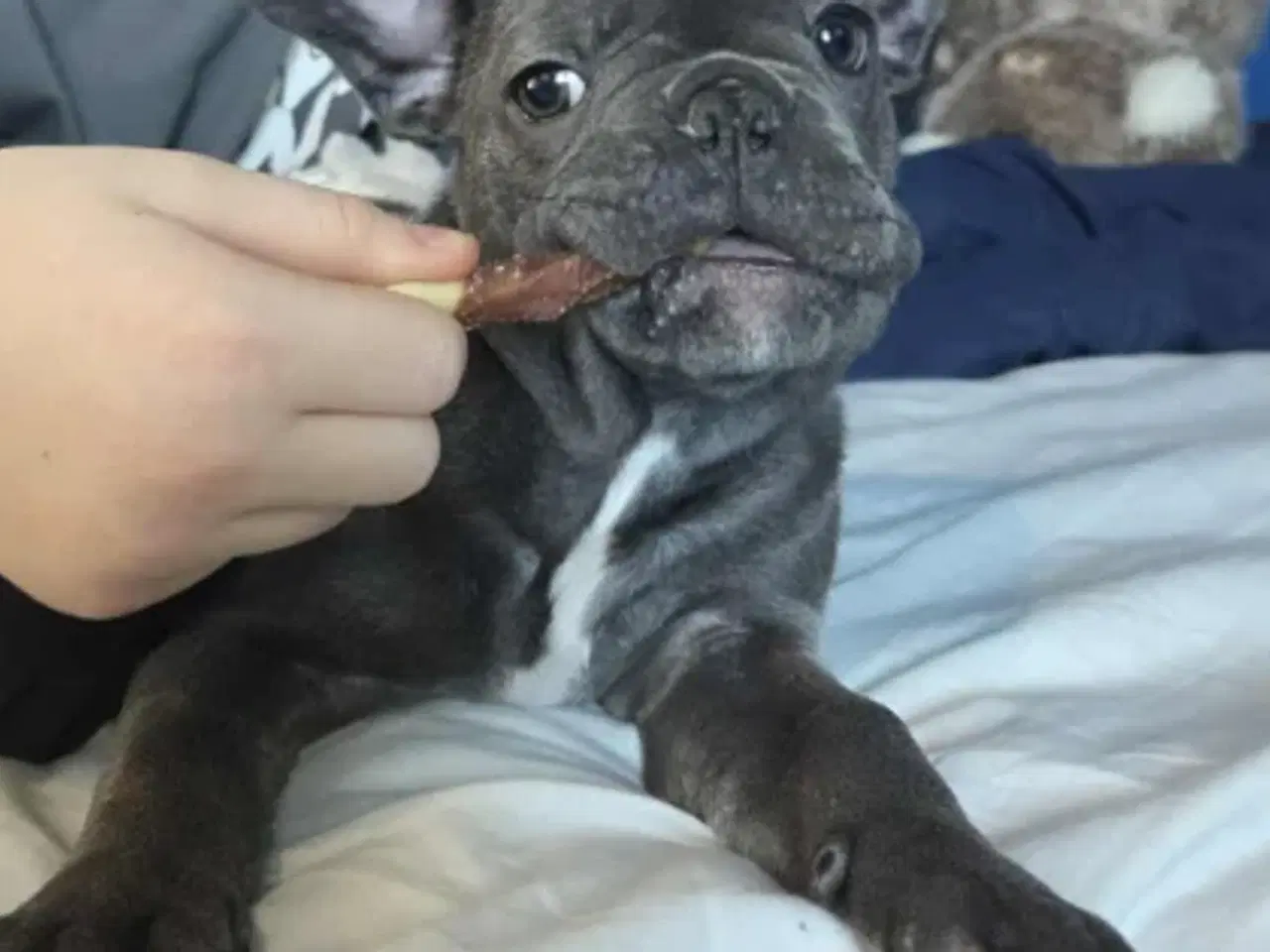 Billede 2 - Fransk bulldog tæve hvalp søger nyt hjem