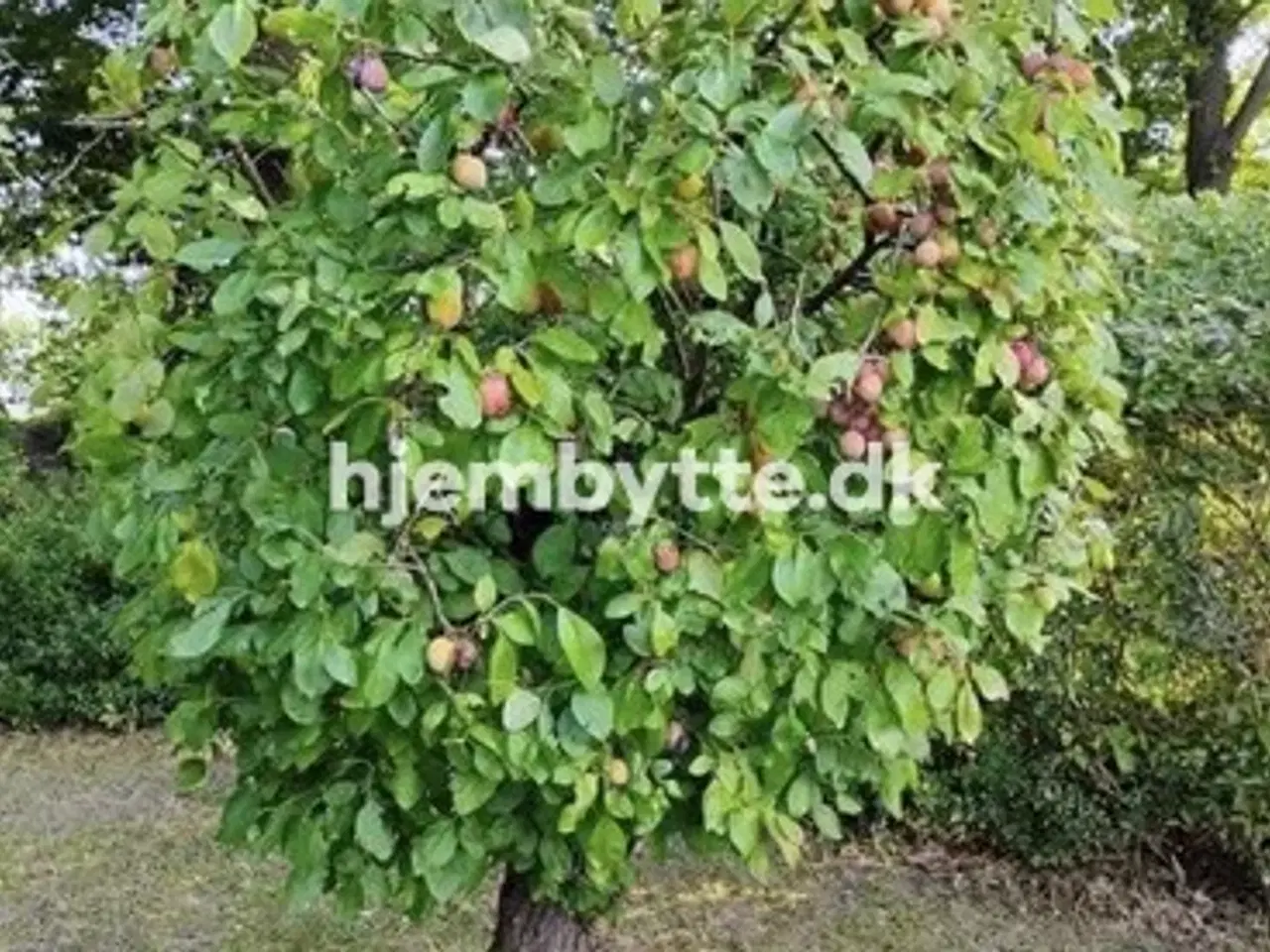 Billede 9 - Hjembytte - Rugskellet