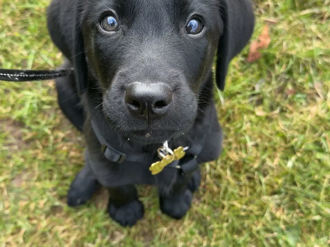 Billede 4 - Hunde hvalp 🐶💕