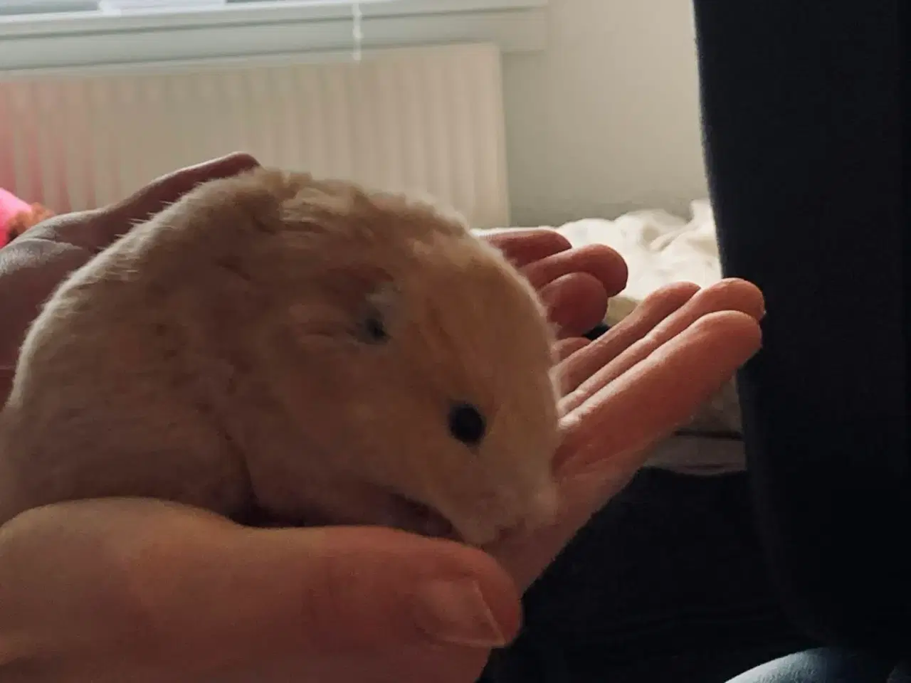 Billede 2 - Guldhamster til salg