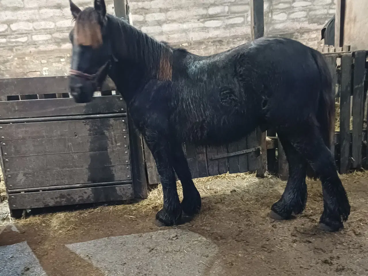 Billede 3 - 1 årig Jyskhest hingst sælges
