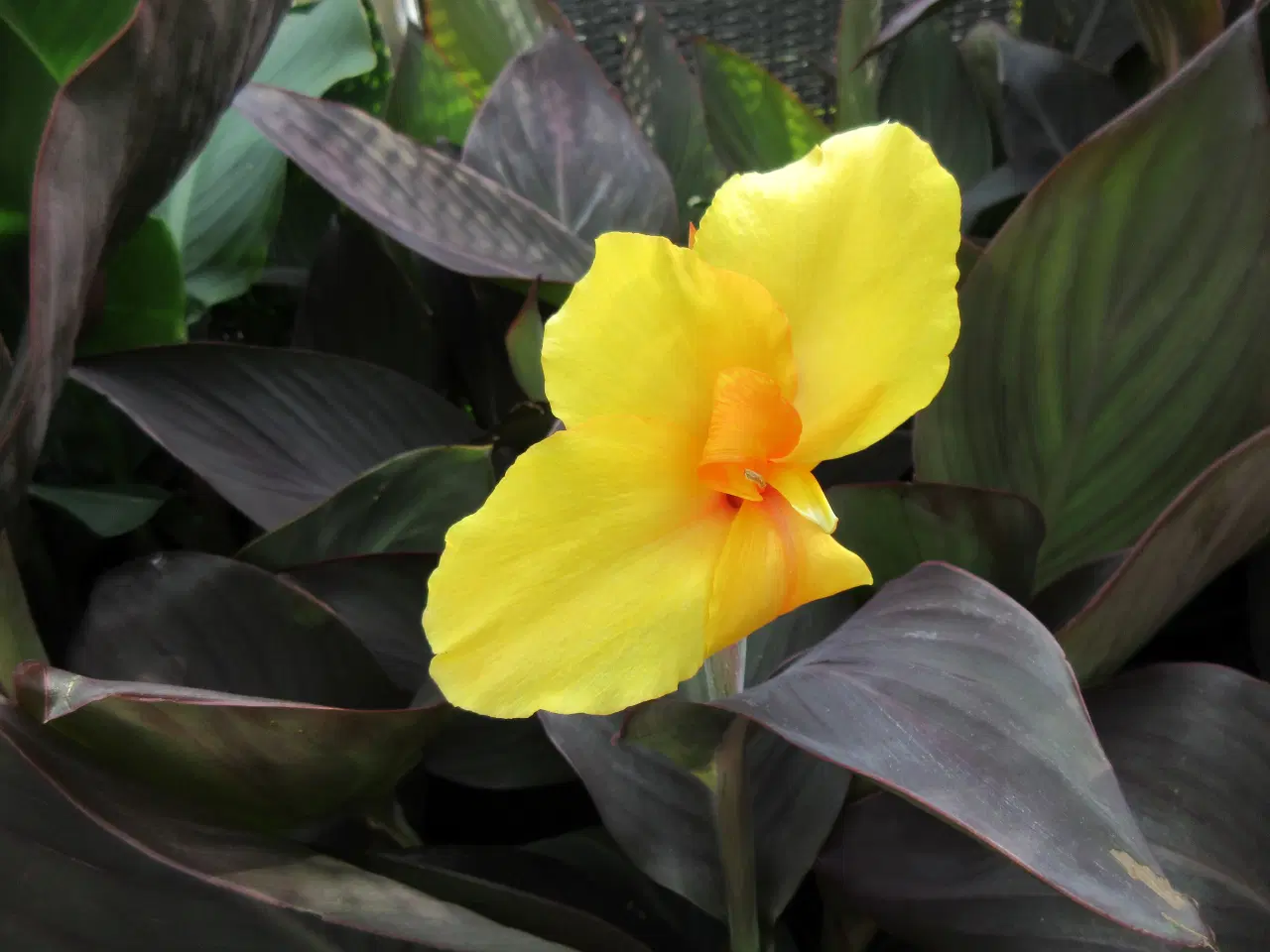 Billede 8 - Canna planter.